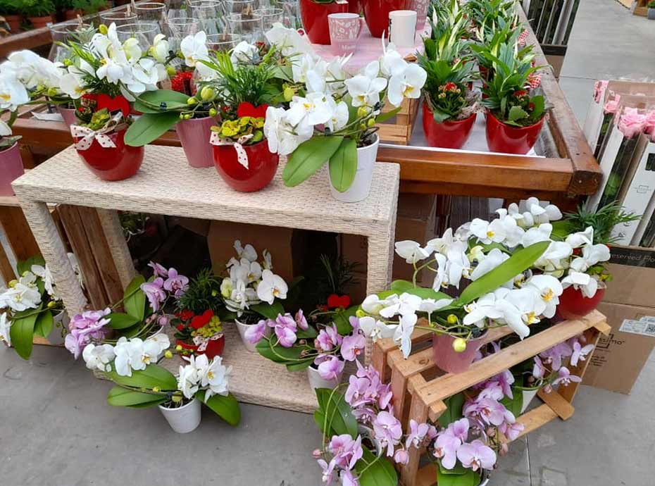 Vente de plantes d'intérieur Lens