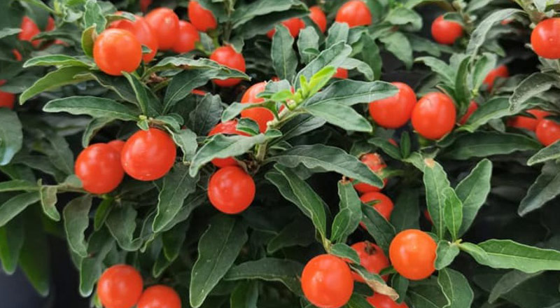 Vente de produits phytosanitaires Lens