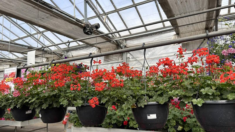 Vente de fleurs à Achicourt