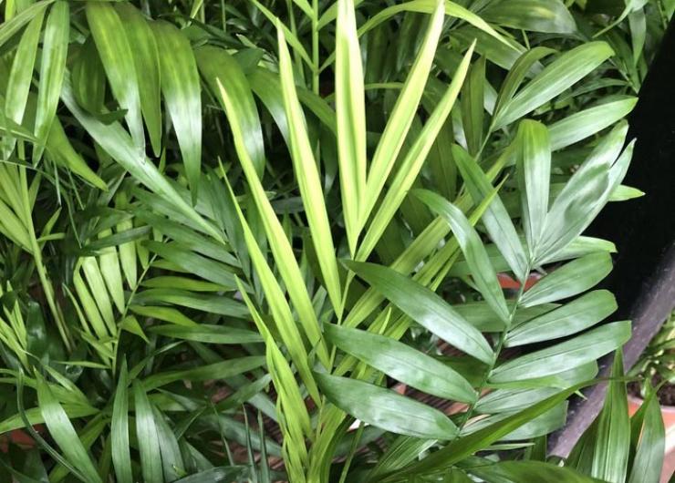 Pépinière et plantes d'extérieur à Avion